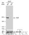 STE20 Like Kinase antibody, GTX131438, GeneTex, Western Blot image 