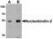 Nucleobindin 2 antibody, PA5-34526, Invitrogen Antibodies, Western Blot image 