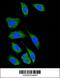 Death Associated Protein Kinase 1 antibody, 62-737, ProSci, Immunofluorescence image 