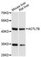 Actin Like 7B antibody, LS-C748204, Lifespan Biosciences, Western Blot image 