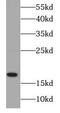 Receptor Activity Modifying Protein 1 antibody, FNab07097, FineTest, Western Blot image 