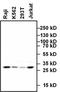 C-X-C Motif Chemokine Receptor 1 antibody, MA1-206, Invitrogen Antibodies, Western Blot image 