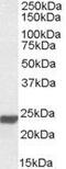 High Mobility Group Box 3 antibody, PA5-19097, Invitrogen Antibodies, Western Blot image 