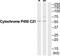 Cytochrome P450 Family 21 Subfamily A Member 2 antibody, TA313739, Origene, Western Blot image 