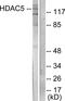 Histone Deacetylase 5 antibody, LS-C118480, Lifespan Biosciences, Western Blot image 