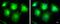 Inhibitor Of Nuclear Factor Kappa B Kinase Subunit Epsilon antibody, PA5-28264, Invitrogen Antibodies, Immunofluorescence image 