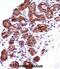 Inosine Monophosphate Dehydrogenase 1 antibody, abx028231, Abbexa, Immunohistochemistry paraffin image 
