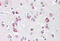 Neurogenin 2 antibody, MBS248189, MyBioSource, Immunohistochemistry frozen image 