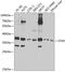 Syntaxin 4 antibody, 19-290, ProSci, Western Blot image 