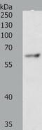 TRAF3 Interacting Protein 2 antibody, TA323998, Origene, Western Blot image 