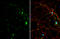 SMAD Family Member 7 antibody, GTX134232, GeneTex, Immunofluorescence image 
