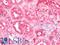 Apolipoprotein A1 antibody, LS-B10524, Lifespan Biosciences, Immunohistochemistry paraffin image 