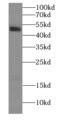 Hypocretin Receptor 1 antibody, FNab06010, FineTest, Western Blot image 