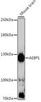 AE Binding Protein 1 antibody, 16-560, ProSci, Western Blot image 