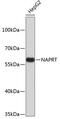 Nicotinate Phosphoribosyltransferase antibody, 23-759, ProSci, Western Blot image 