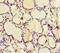 Glycerol Kinase antibody, CSB-PA300097LA01HU, Cusabio, Immunohistochemistry paraffin image 