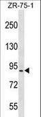 Histidine Rich Calcium Binding Protein antibody, LS-C165012, Lifespan Biosciences, Western Blot image 