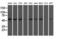 ATP Synthase F1 Subunit Beta antibody, LS-C114905, Lifespan Biosciences, Western Blot image 