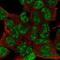 ESX Homeobox 1 antibody, NBP2-13973, Novus Biologicals, Immunofluorescence image 