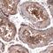 Oxysterol Binding Protein 2 antibody, NBP1-81388, Novus Biologicals, Immunohistochemistry paraffin image 