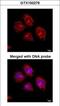 Flotillin 2 antibody, GTX100279, GeneTex, Immunofluorescence image 