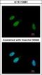 Tribbles Pseudokinase 3 antibody, GTX113991, GeneTex, Immunocytochemistry image 
