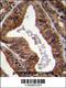 Tyrosyl-DNA Phosphodiesterase 2 antibody, 55-723, ProSci, Immunohistochemistry paraffin image 