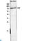 Hepatocyte Growth Factor antibody, LS-C813430, Lifespan Biosciences, Western Blot image 