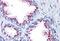 Golgi Membrane Protein 1 antibody, MBS247600, MyBioSource, Immunohistochemistry paraffin image 
