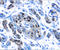 IPF1 antibody, AF2419, R&D Systems, Immunohistochemistry frozen image 