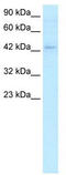 Lymphoid Enhancer Binding Factor 1 antibody, TA330286, Origene, Western Blot image 