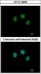 Zinc Finger Protein 345 antibody, GTX115939, GeneTex, Immunocytochemistry image 