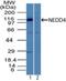NEDD4 E3 Ubiquitin Protein Ligase antibody, NBP2-27201, Novus Biologicals, Western Blot image 