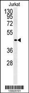 Free Fatty Acid Receptor 3 antibody, 61-840, ProSci, Western Blot image 