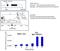 Lysine Acetyltransferase 5 antibody, MA1-71509, Invitrogen Antibodies, Chromatin Immunoprecipitation image 
