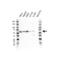 Target Of Myb1 Membrane Trafficking Protein antibody, VPA00615, Bio-Rad (formerly AbD Serotec) , Western Blot image 