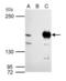 MutS Homolog 6 antibody, GTX111661, GeneTex, Immunoprecipitation image 