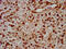 Thymocyte Selection Associated High Mobility Group Box antibody, CSB-PA024073LA01HU, Cusabio, Immunohistochemistry frozen image 