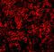 Caspase 4 antibody, 11025, QED Bioscience, Immunofluorescence image 