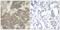Janus Kinase 2 antibody, GTX50657, GeneTex, Immunohistochemistry paraffin image 