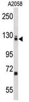 Elongation Factor Tu GTP Binding Domain Containing 2 antibody, AP51383PU-N, Origene, Western Blot image 