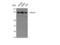 Ezrin antibody, STJ93014, St John