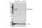 Interleukin 3 Receptor Subunit Alpha antibody, 57481S, Cell Signaling Technology, Western Blot image 