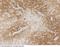 Leucine-rich repeat transmembrane neuronal protein 2 antibody, 100855-T08, Sino Biological, Immunohistochemistry frozen image 