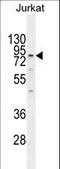 Engulfment And Cell Motility 2 antibody, LS-C167734, Lifespan Biosciences, Western Blot image 