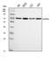 Cleavage And Polyadenylation Specific Factor 6 antibody, A04551-1, Boster Biological Technology, Western Blot image 