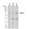 Protein Kinase AMP-Activated Catalytic Subunit Alpha 1 antibody, AF3197, R&D Systems, Western Blot image 