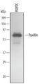 Paxillin antibody, MAB4259, R&D Systems, Western Blot image 