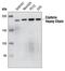 Clathrin Heavy Chain antibody, MBS610138, MyBioSource, Western Blot image 