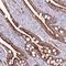 Zinc Finger AN1-Type Containing 4 antibody, NBP1-81916, Novus Biologicals, Immunohistochemistry frozen image 